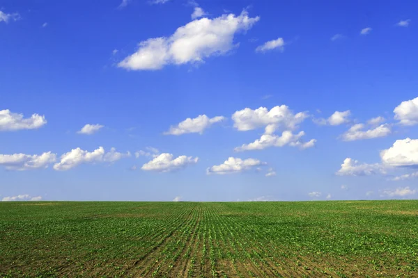 Зелёное сельскохозяйственное поле — стоковое фото