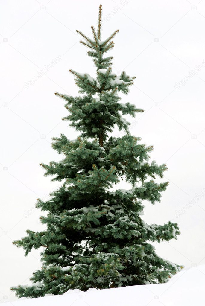 Christmas Fur-tree again white backgroun