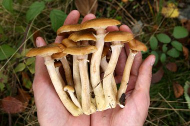 Mushrooms honey agaric clipart