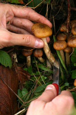 Hand cut mushrooms with knife clipart