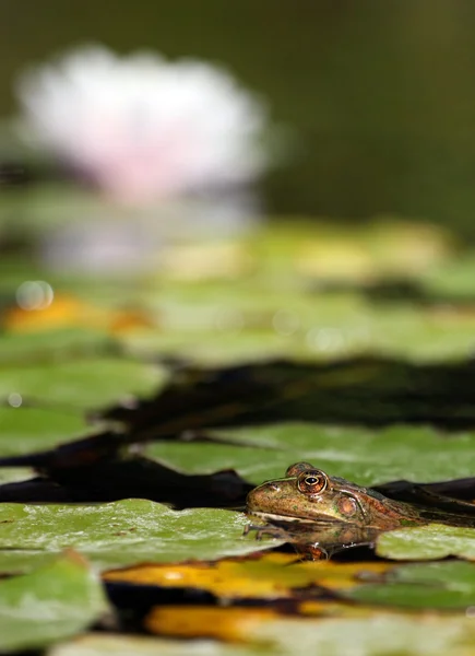 Woda żaba siedzi liście — Zdjęcie stockowe