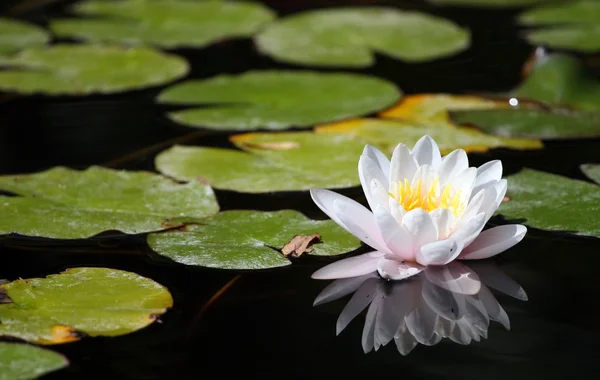 Water-lily — Stock Photo, Image