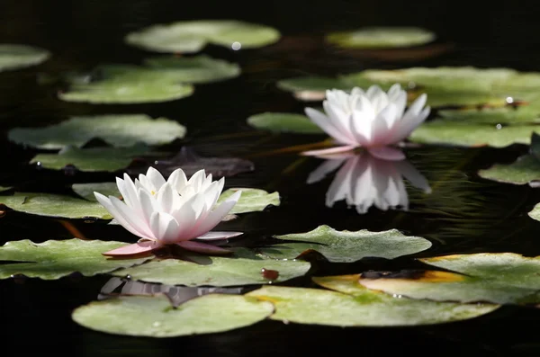 Two water-lilies — Stock Photo, Image