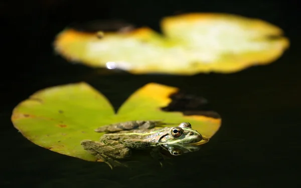 Woda żaba siedzi liście — Zdjęcie stockowe