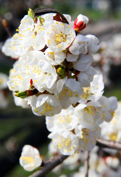 Floração ramo de flores de cereja — Fotografia de Stock