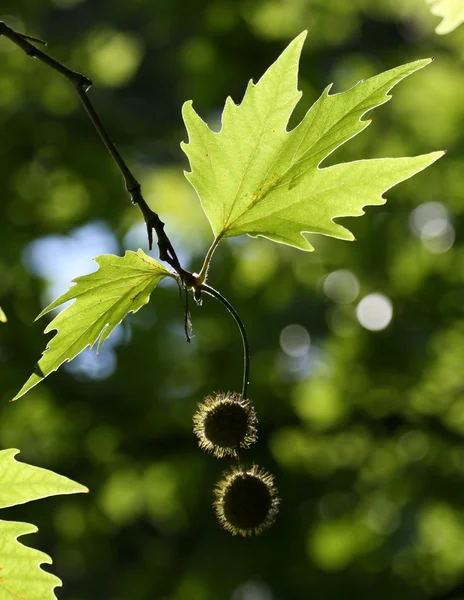 Kastanien auf einem Baum — Stockfoto