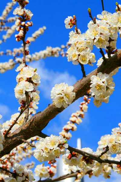 Cereja sakura florescente de primavera — Fotografia de Stock