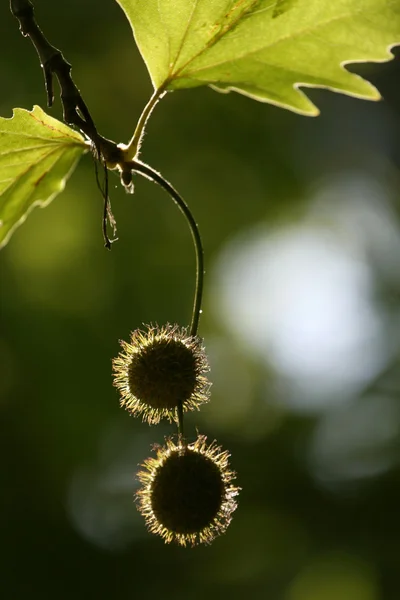 Chestnuts on a tree — Stock Photo, Image