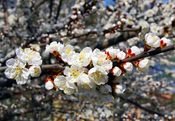 Na jaře kvetoucí sakura cherry — Stock fotografie