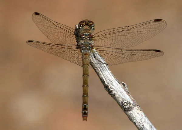 Dragonfly on branch — Stock Photo, Image