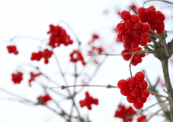 Red viburnum berries — Stock Photo, Image