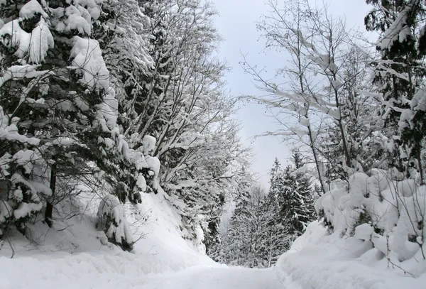 Verschneiter Winterwald — Stockfoto