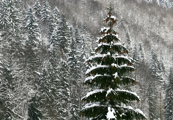 Fenyőfa hóval — Stock Fotó