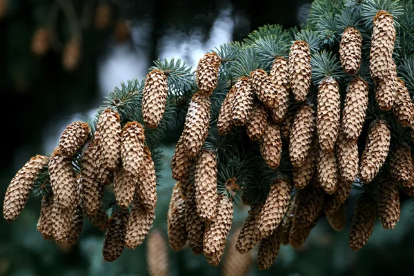 Fir-tree branches with cones — Stock Photo, Image