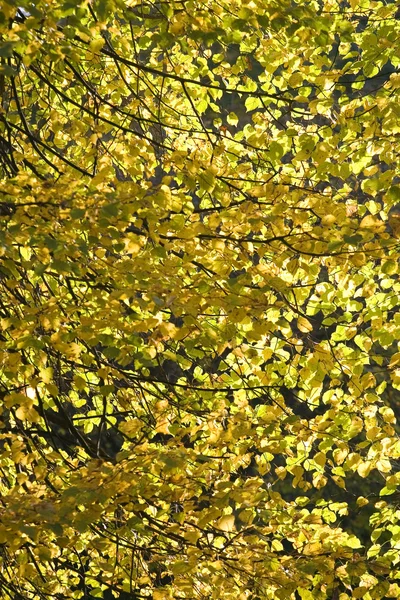 树叶 黄 — 图库照片