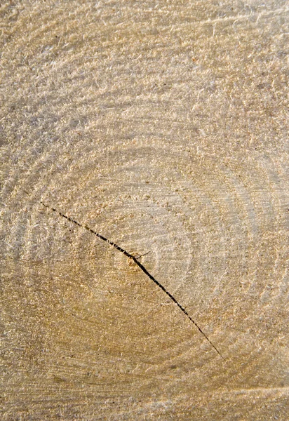 Фон кольца дерева — стоковое фото