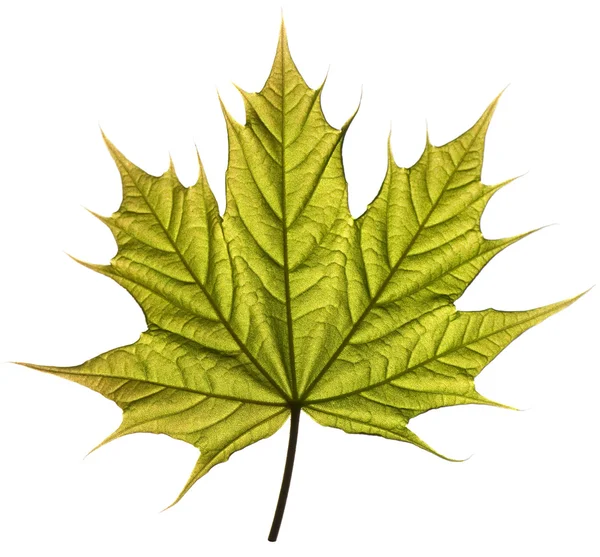 Spring maple leaf — Stock Photo, Image