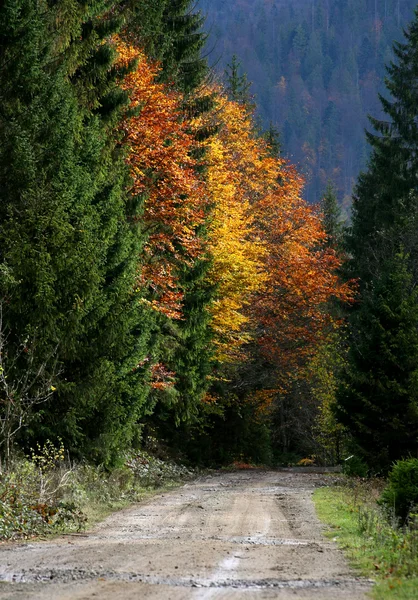Autumnal forest — Stock Photo, Image