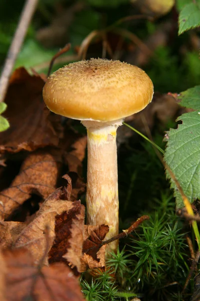 蘑菇蜂蜜木耳 — 图库照片