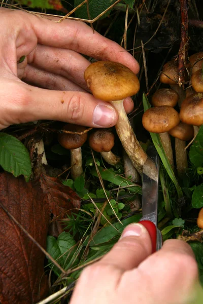 stock image Hand cut mushrooms with knife