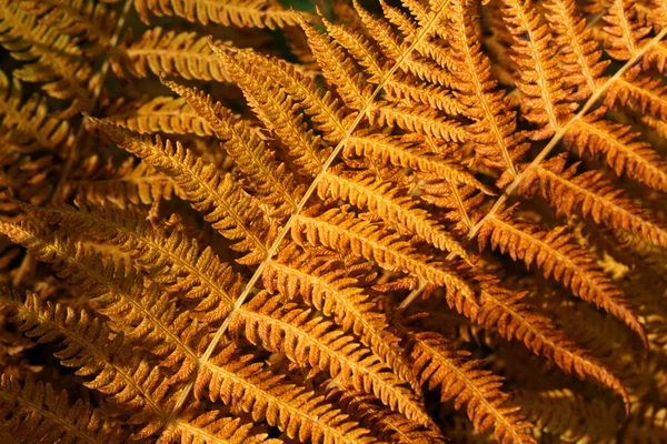 Осенний желтый папоротник — стоковое фото
