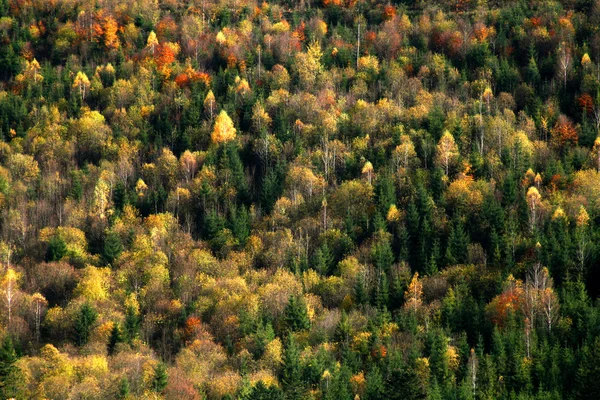 Fundo florestal colorido — Fotografia de Stock