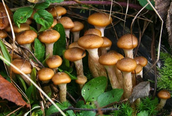 Mushrooms honey agaric — Stock Image Mushrooms honey agaric Royalty Free Stock Images