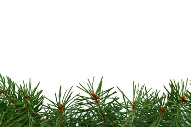 Fresh green fir branches clipart