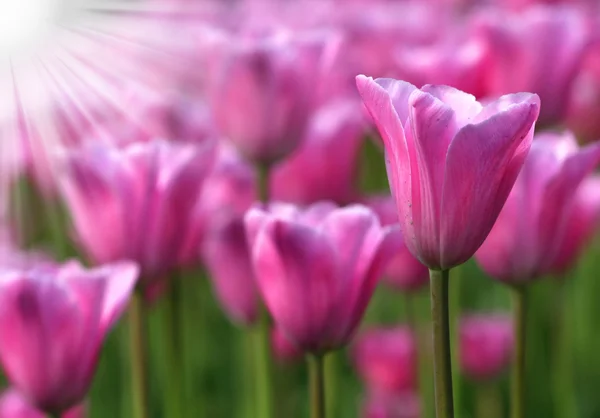 Pink tulips at sunrise — Stock Photo, Image