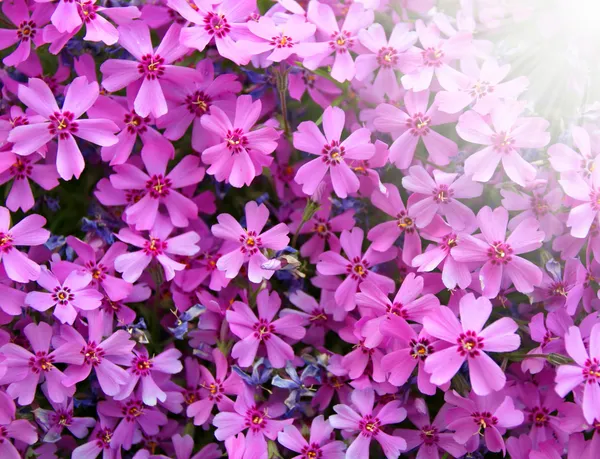 Small pink flowers background — Stock Photo, Image