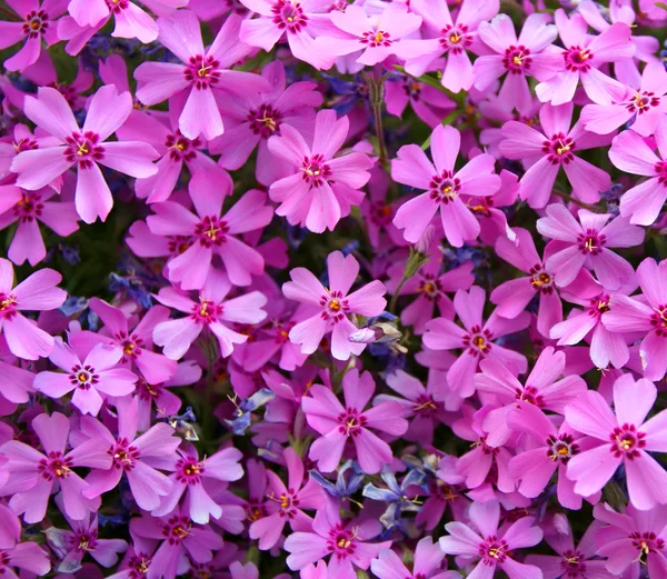 Piccoli fiori rosa sfondo — Foto Stock
