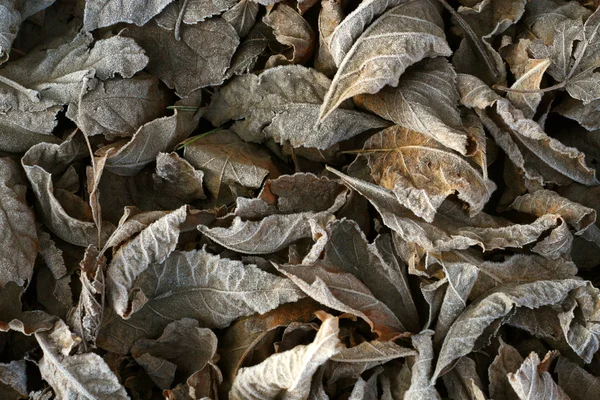 Fondo de hojas congeladas — Foto de Stock