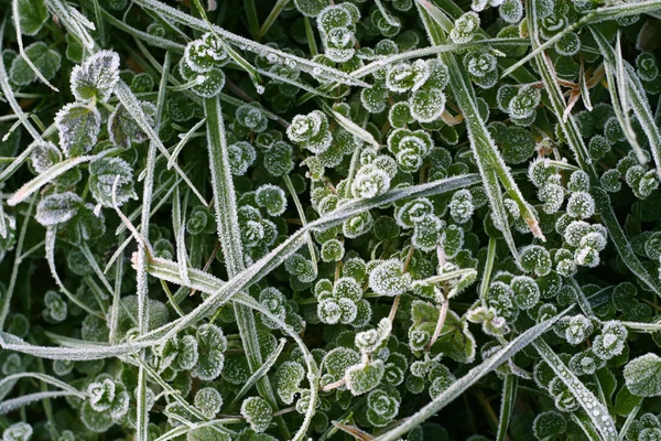 Background of frosty grass — Stock Photo, Image