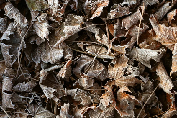 Frozen leaves background — Stock Photo, Image