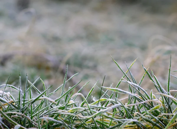 Background of frosty grass — Stock Photo, Image