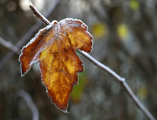 Frosted yellow leaf — Stock Photo, Image