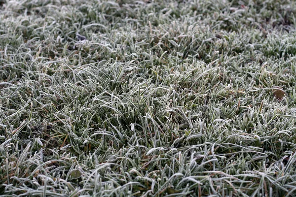 Fundo de grama gelada — Fotografia de Stock