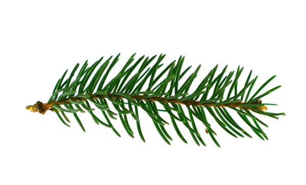 Fir-trees branch — Stock Photo, Image