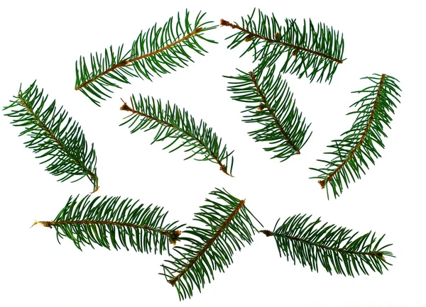 Several fir-trees branches — Stock Photo, Image