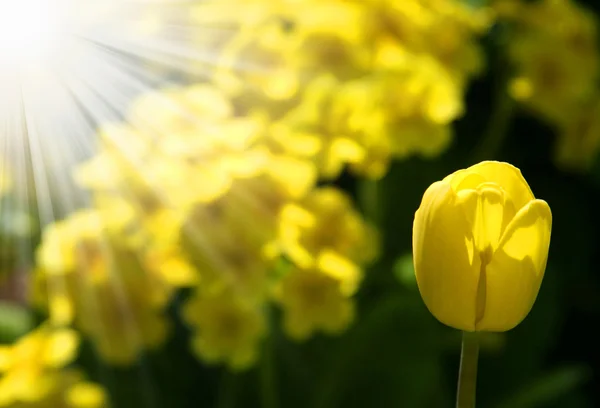 Yellow tulips in the sun — Stock Photo, Image