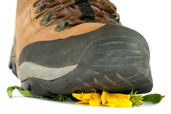 Hiking boot verpletterende bloem — Stockfoto
