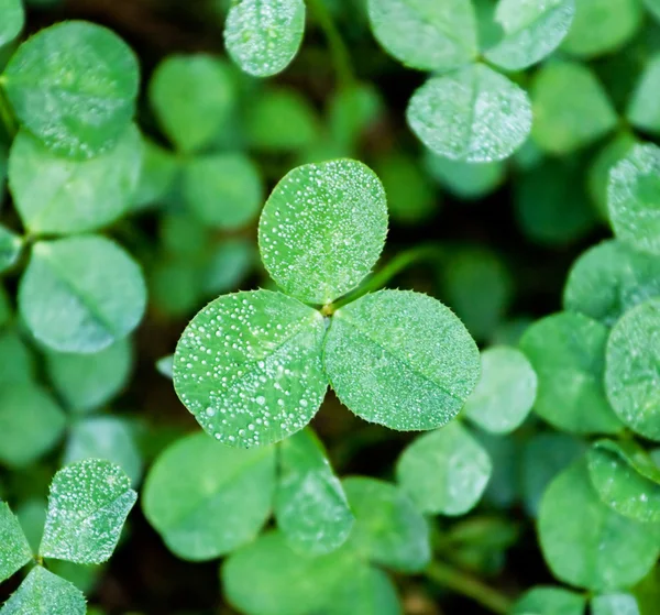 Clover with dew — Stock Photo, Image