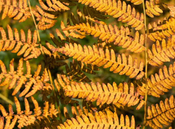 Желтый осенний папоротник — стоковое фото