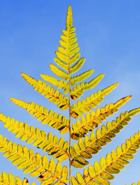Hösten gul fern — Stockfoto
