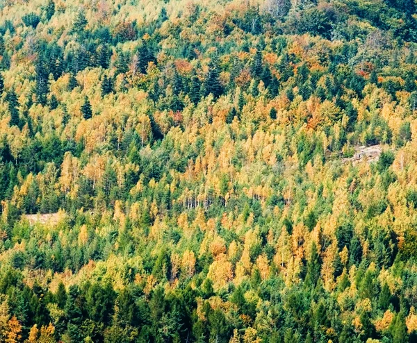 Φθινόπωρο δάσος φόντο — Φωτογραφία Αρχείου
