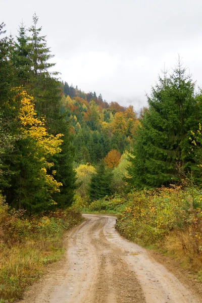 Дорога через осенний лес — стоковое фото