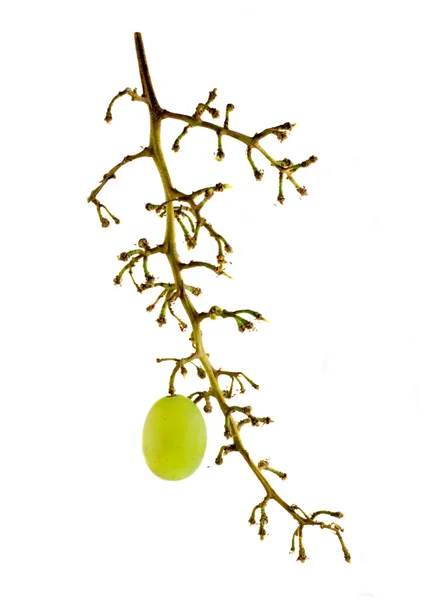 Grape bunch — Stock Photo, Image
