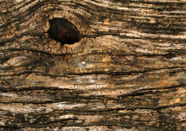Кора древесного фона — стоковое фото