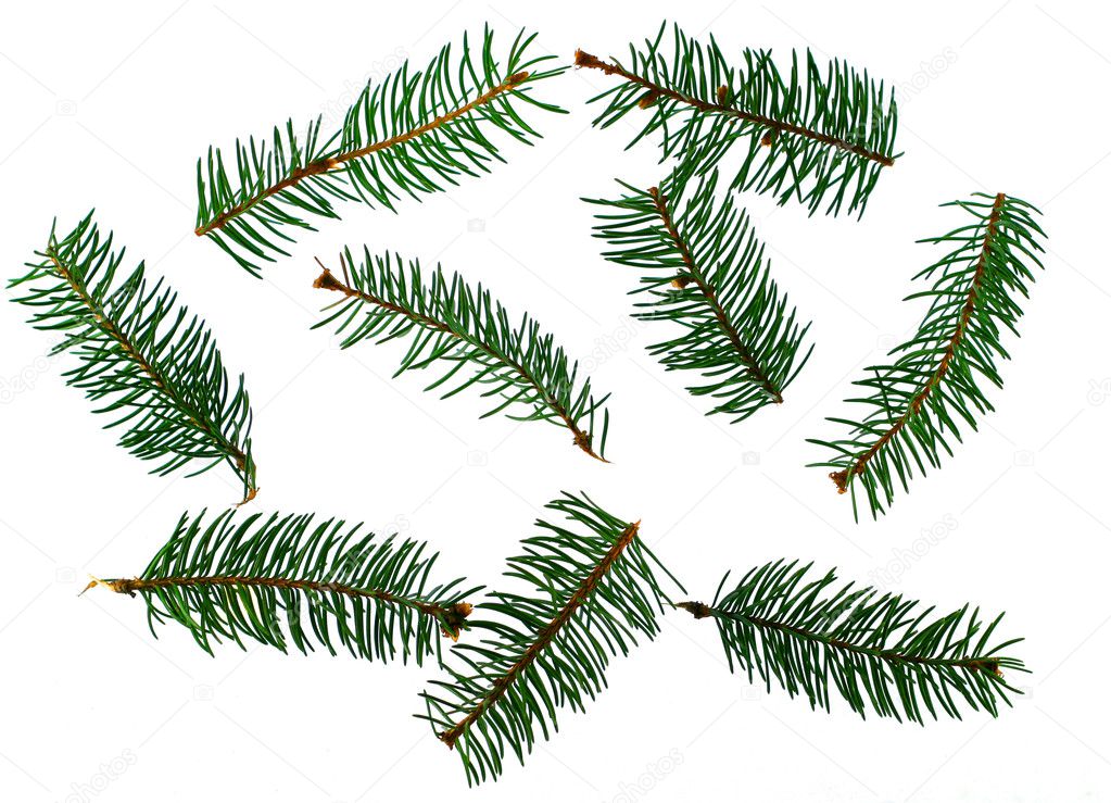 Several fir-trees branches