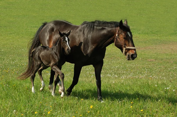 Koń z źrebię — Zdjęcie stockowe